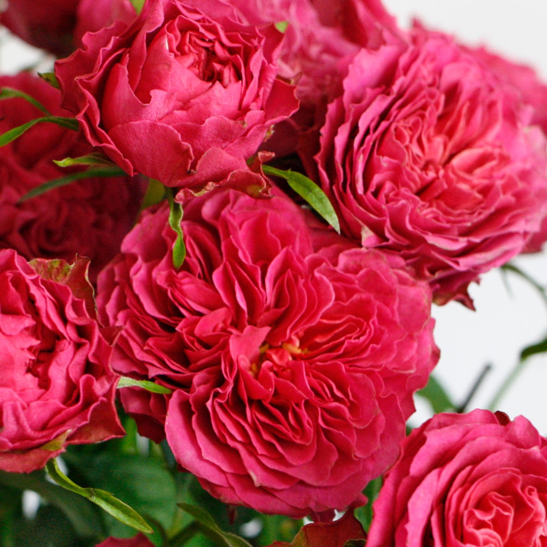 Assorted Rose Petals